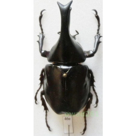 Xylotrupes gideon siamensis Minck, 1920 +55mm Thailand46e
